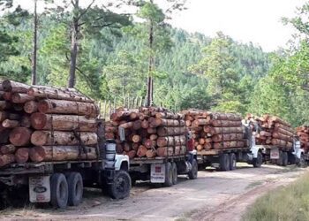 Los “mini cárteles” y el tráfico de madera ilegal en la Amazonía