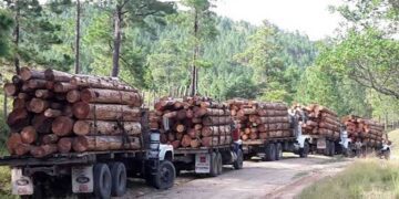 Los “mini cárteles” y el tráfico de madera ilegal en la Amazonía