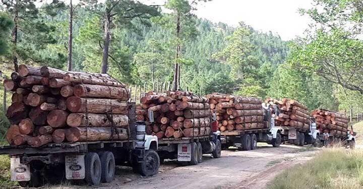 Los “mini cárteles” y el tráfico de madera ilegal en la Amazonía