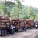 Los “mini cárteles” y el tráfico de madera ilegal en la Amazonía