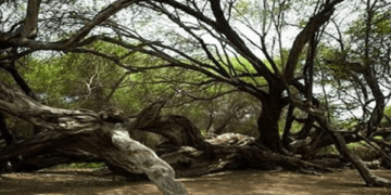 Árbol Milenario en el Santuario Histórico del Bosque de Pómac