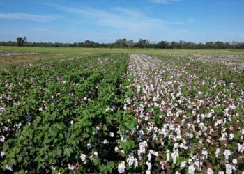 Debate: Moratoria de transgénicos en el Perú ¿Perjuicio o necesidad?