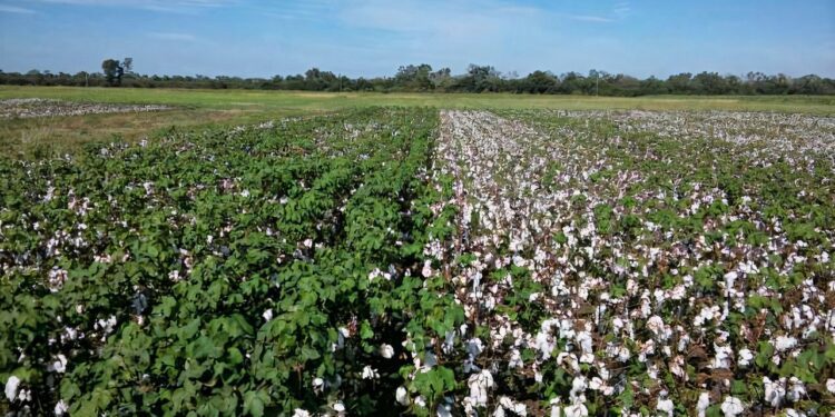Debate: Moratoria de transgénicos en el Perú ¿Perjuicio o necesidad?
