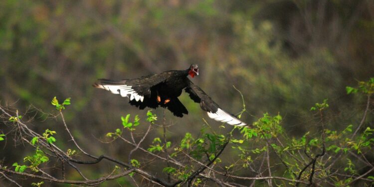 La ruta norte de las aves, un viaje digno de observarse