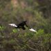 La ruta norte de las aves, un viaje digno de observarse