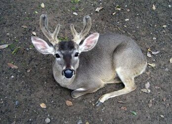 El venado gris, en la fauna lambayecana