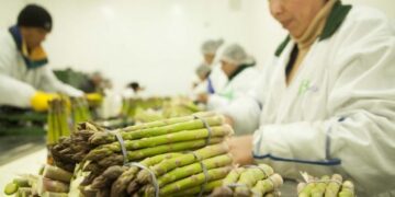 Perú: 880 mil empleos formales se verán impactados con la nueva Ley Agraria