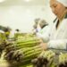 Perú: 880 mil empleos formales se verán impactados con la nueva Ley Agraria