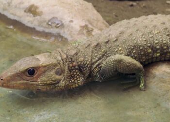 El escandaloso caso del señor Vizcarra y su compleja relación política