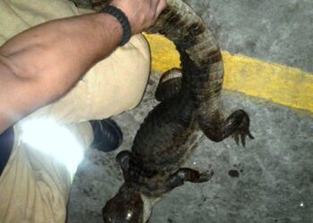 Hugo Guerra expresa el clamor nacional: El lagarto debe ser cazado