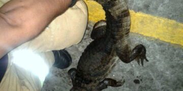 Hugo Guerra expresa el clamor nacional: El lagarto debe ser cazado