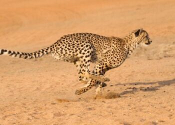 Saúl Castiblanco escribe: El ‘ritmo’ de la virtud, el ‘ritmo’ del vicio