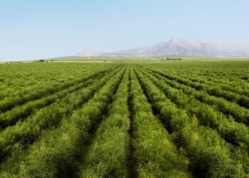 El Sector Agro en el Perú: El enorme potencial que se debe impulsar rápidamente