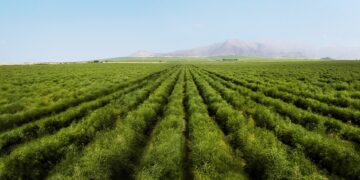 El Sector Agro en el Perú: El enorme potencial que se debe impulsar rápidamente