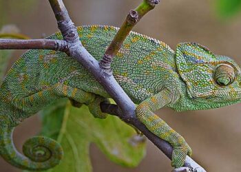 El Padre Manuel Tamayo nos explica un tema de actualidad: “Conversión o camaleón, la gran mentira de Herodes”