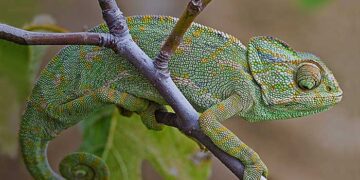 El Padre Manuel Tamayo nos explica un tema de actualidad: “Conversión o camaleón, la gran mentira de Herodes”