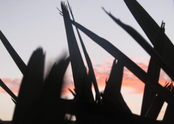 “Nunca se debe tener miedo de decir la verdad, porque ese es el camino para la libertad”