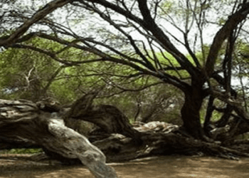 Cuando nada parece ser lo que es… algo se pudre en mi país