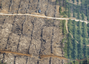 Tribunal peruano desestima caso de difamación contra periodista de Mongabay Latam