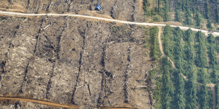 Tribunal peruano desestima caso de difamación contra periodista de Mongabay Latam