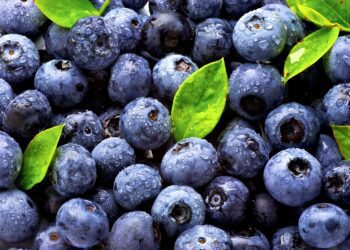 AGAP Perú: Las exportaciones agrícolas no dejan de crecer, pero…