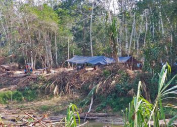 Grupos indígenas advierten un desastre: La ruta de la tala ilegal en Perú se acerca a Brasil