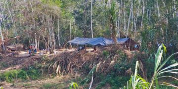 Grupos indígenas advierten un desastre: La ruta de la tala ilegal en Perú se acerca a Brasil