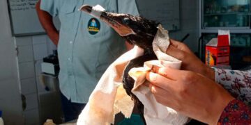 Preguntan… ¿El derrame de la corrupción, la contaminación fue provocada?