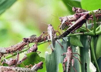 La izquierda extremista, todo lo destruye