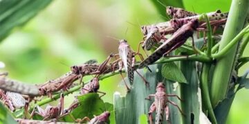 La izquierda extremista, todo lo destruye