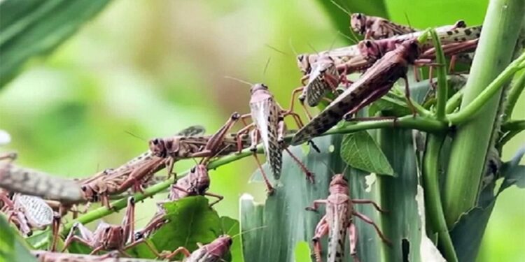 La izquierda extremista, todo lo destruye