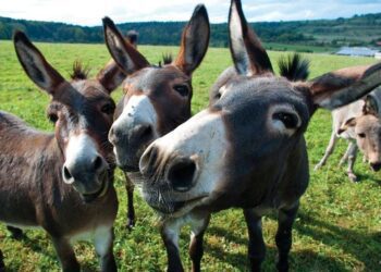 Tenemos un combate en plena ejecución, antes que un émulo, quiera ser el reemplazo de la mula