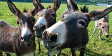 Tenemos un combate en plena ejecución, antes que un émulo, quiera ser el reemplazo de la mula