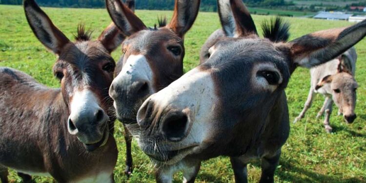 Tenemos un combate en plena ejecución, antes que un émulo, quiera ser el reemplazo de la mula