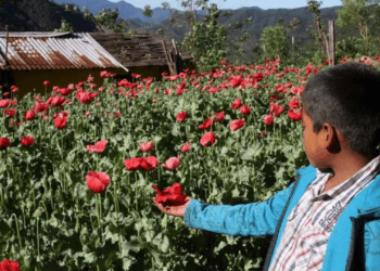 Cajamarca, Chota, secuestros, falsos ronderos, helipuertos y la ruta de la amapola