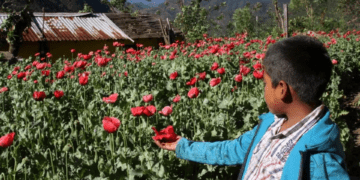 Cajamarca, Chota, secuestros, falsos ronderos, helipuertos y la ruta de la amapola