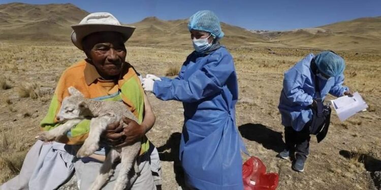 Heladas y friaje: el gobierno reduce en 47% el presupuesto para atender a los más pobres