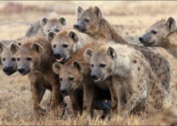 La cueva de las hienas, la covacha de los ultras: ¿Los apruebas?