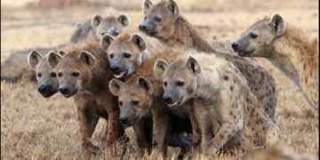 La cueva de las hienas, la covacha de los ultras: ¿Los apruebas?
