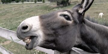 ¿Qué pretende el señor Castillo y la corte de su imperio del mal?