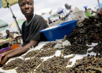 ¿Por qué deberíamos interesarnos en los insectos comestibles? *