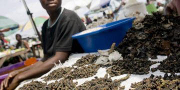 ¿Por qué deberíamos interesarnos en los insectos comestibles? *