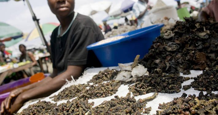 ¿Por qué deberíamos interesarnos en los insectos comestibles? *