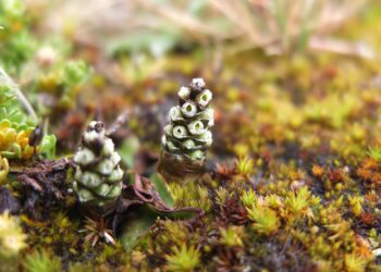 Remediación ambiental genera incremento de biodiversidad en el Delta Upamayo