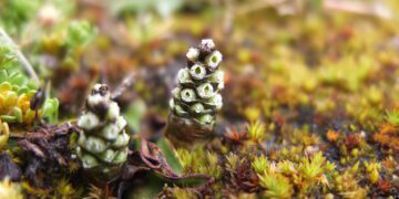 Remediación ambiental genera incremento de biodiversidad en el Delta Upamayo