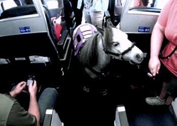 Ya no viaja el burro