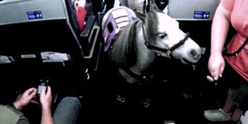 Ya no viaja el burro