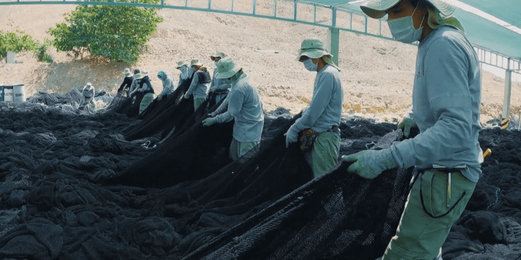 Entrega de las redes de pesca en desuso permite la fabricación de nuevos productos ecoamigables