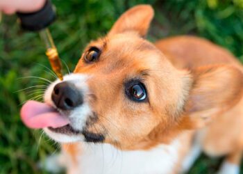 Fiestas de fin de año: ¿Cómo calmar a las mascotas de la pirotecnia?