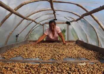 #EnCorto: Ramón, el árbol de la selva maya que es un tesoro nutricional